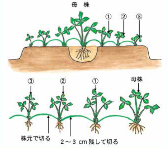 イチゴの苗作り