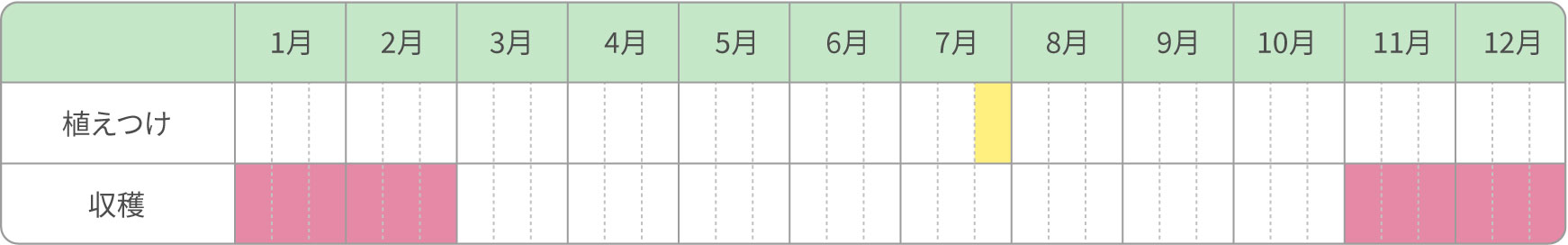 露地栽培（早生種）