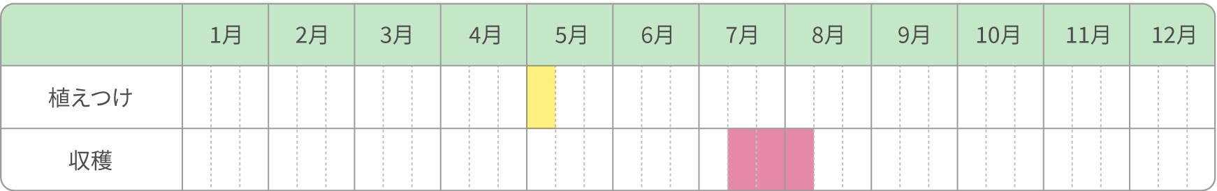 露地栽培（苗購入）