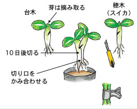 栽培ミニ知識