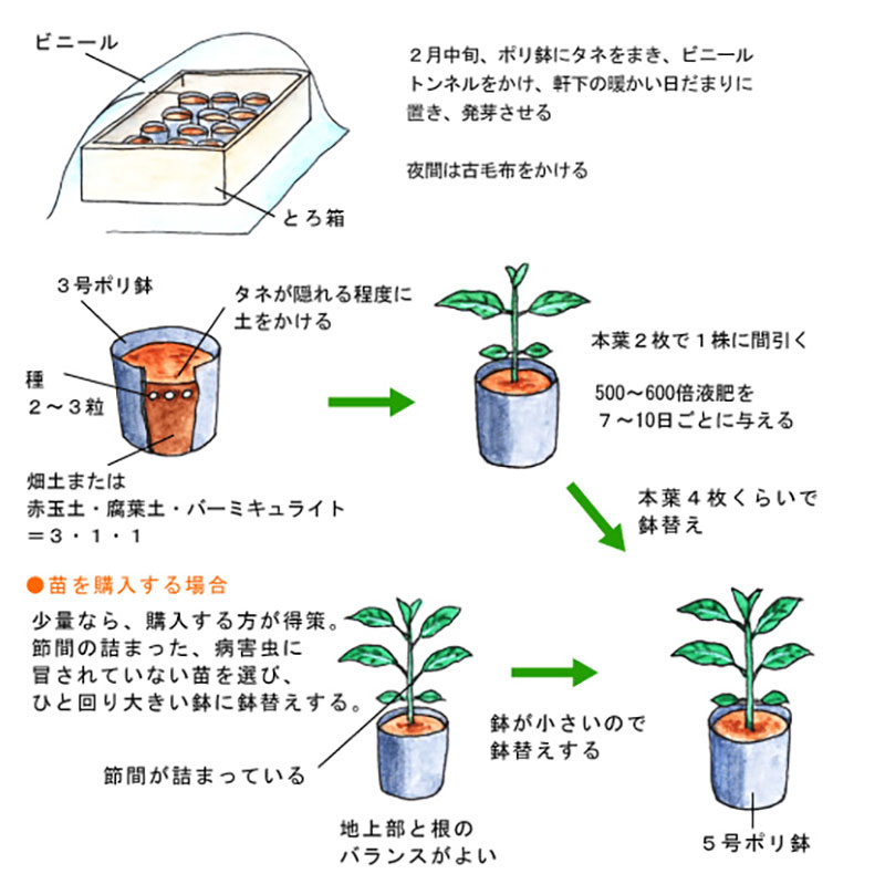 苗作り