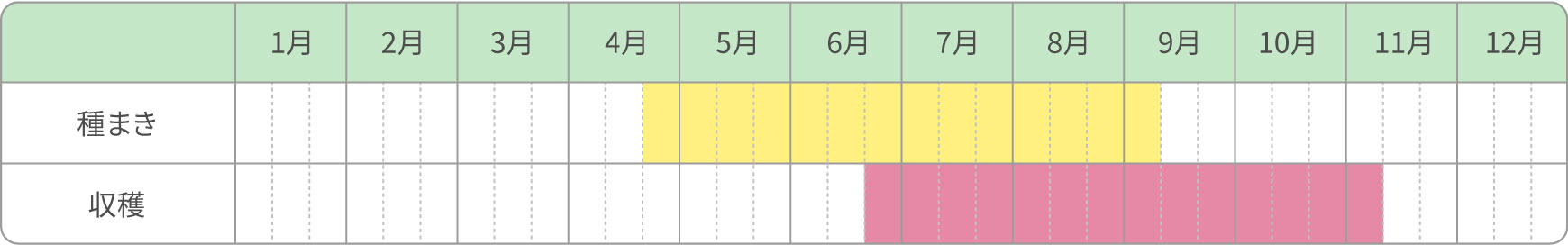 春まき・夏まき・秋まき栽培