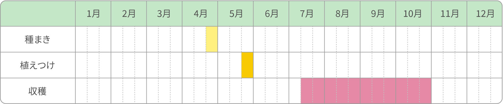 普通栽培