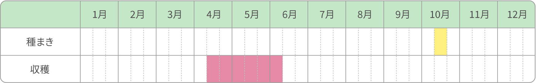 葉ネギ／秋まき