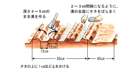 種まき