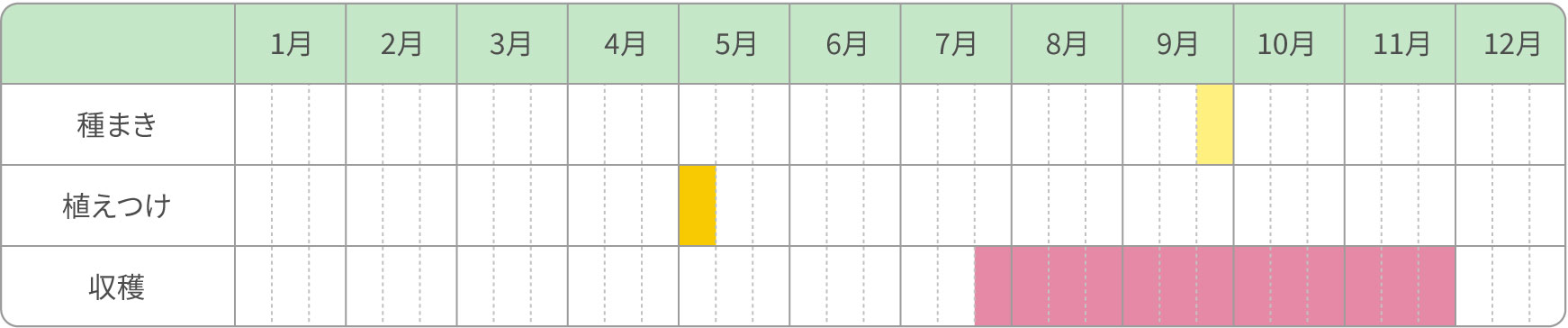 ネギ／秋まき