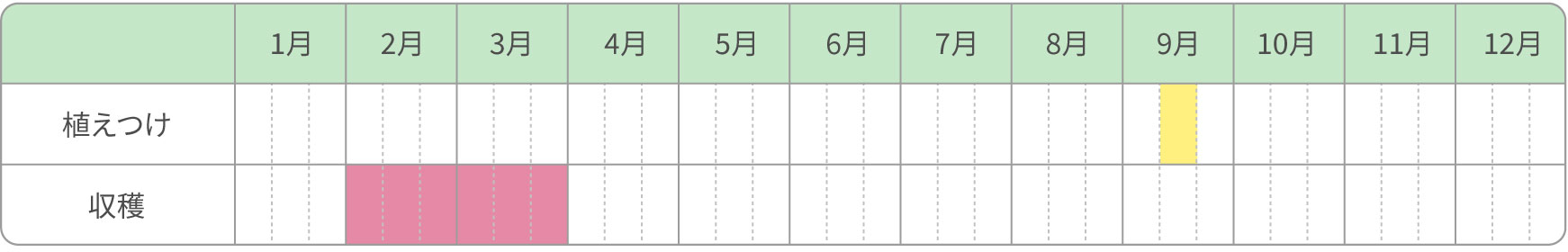 露地栽培（晩生種）