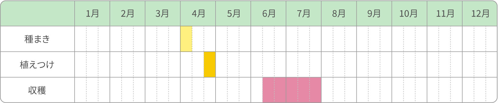 エダマメ　早採り栽培（育苗）