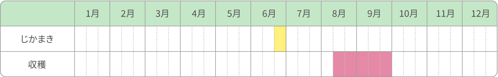 エダマメ　遅採り栽培