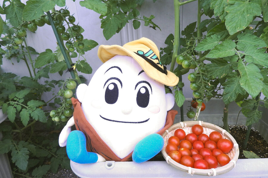 ミニトマト収穫♪