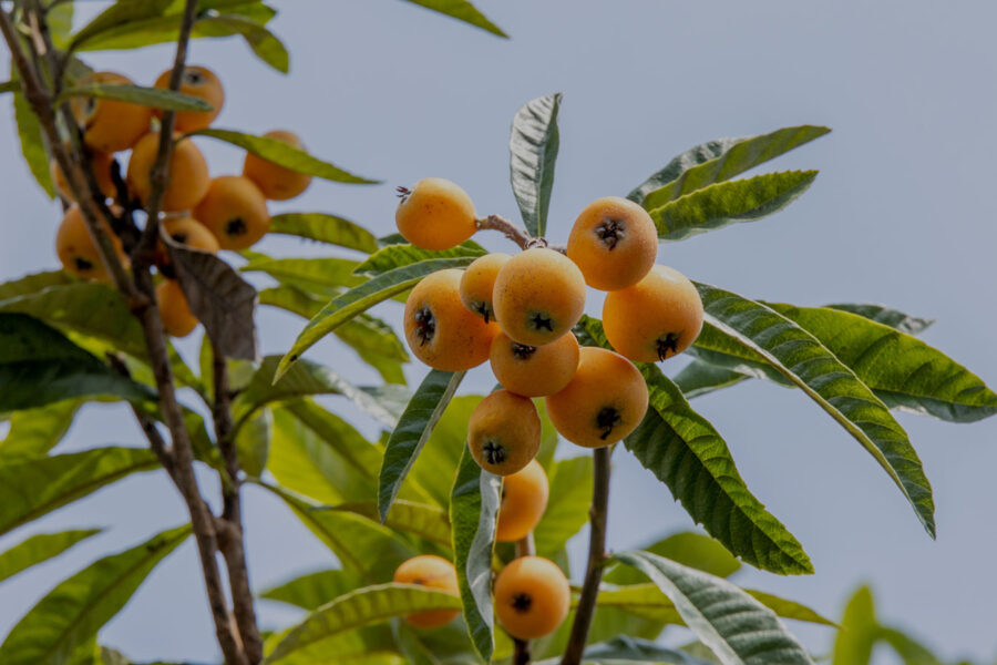 ビワの木を庭に植えると？