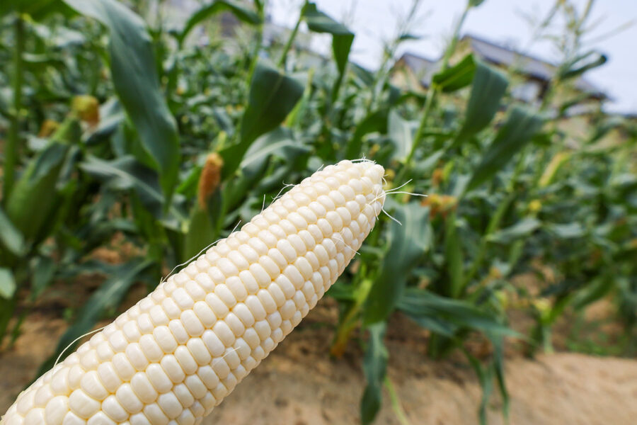 旬の農産物に「トウモロコシ」を掲載しました