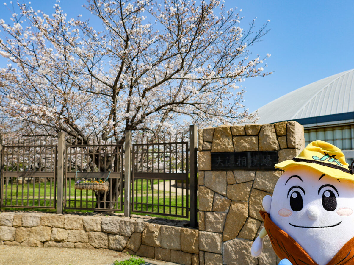 大浜公園で桜を見たよ♪