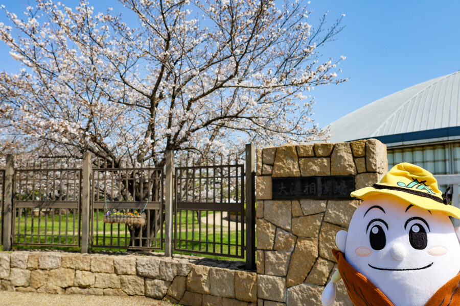 大浜公園で桜を見たよ♪