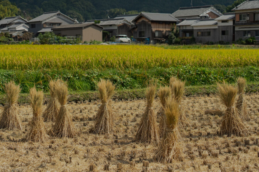 お米のふるさと田んぼ