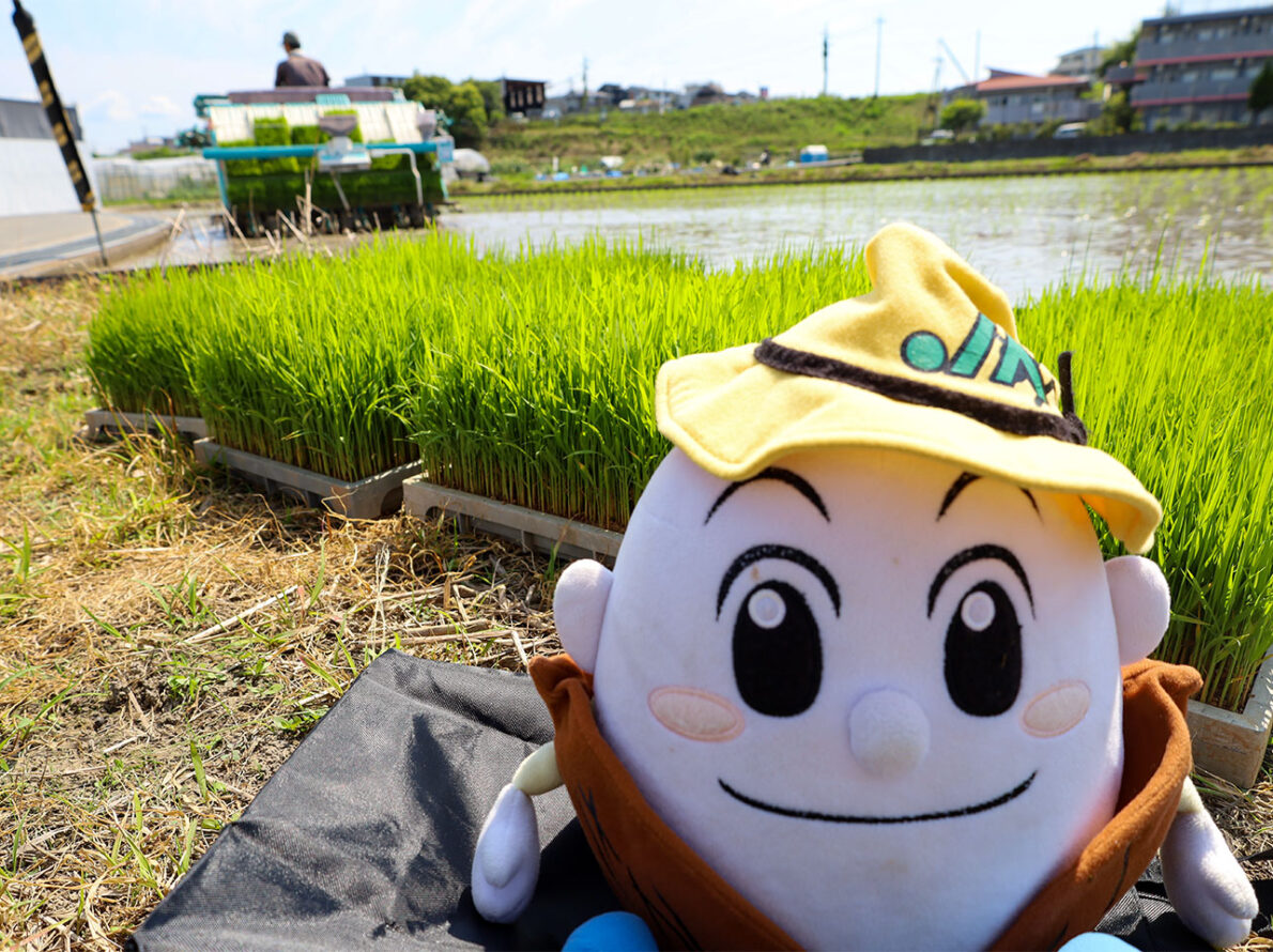 田植えの見学にいったよ！