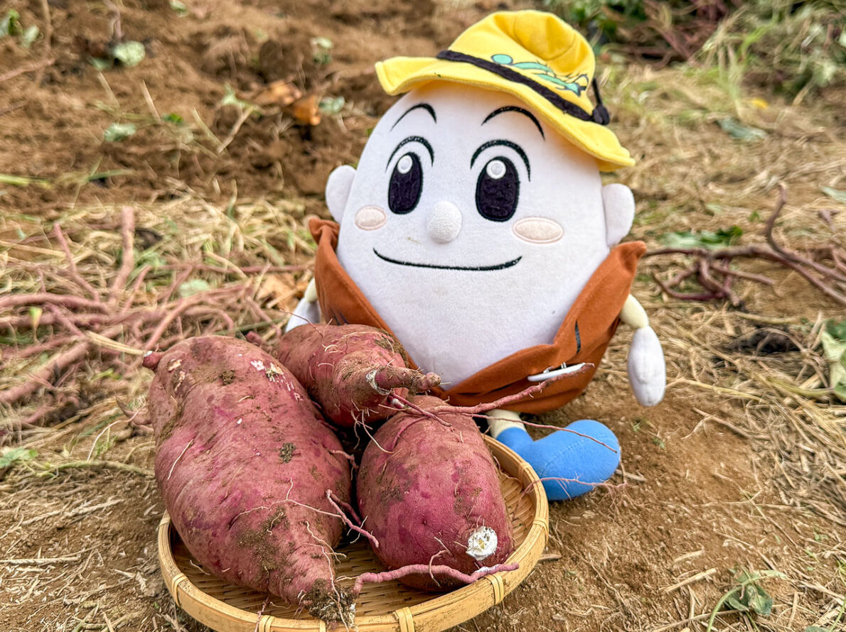 サツマイモの収穫に行ってきたよ!