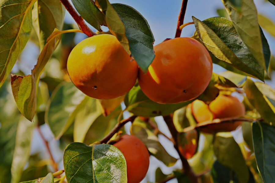 切るバカ？切らぬバカ？