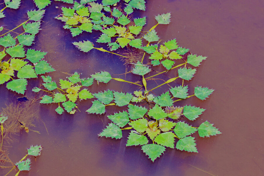 おいしい武器？