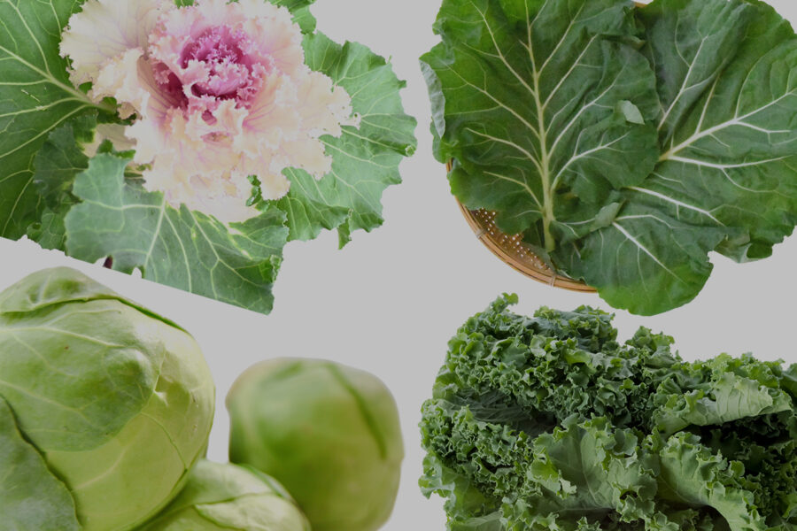 キャベツは甘い？苦い？それともきれい？