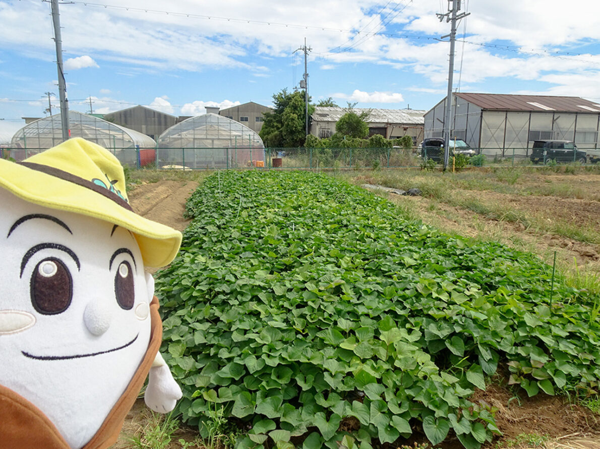 サツマイモの様子を見に行ってきたよ！