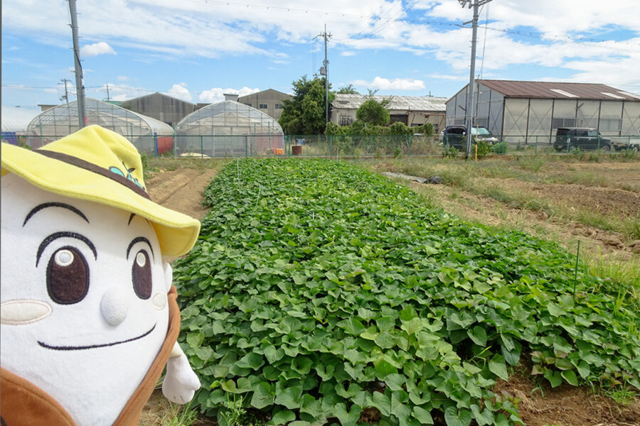 サツマイモの様子を見に行ってきたよ！